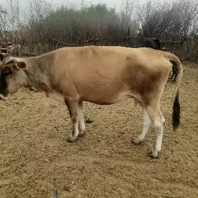 sygyr
