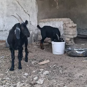 GEÇILER