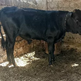 ôkúz