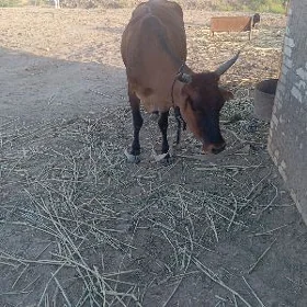 Goleli