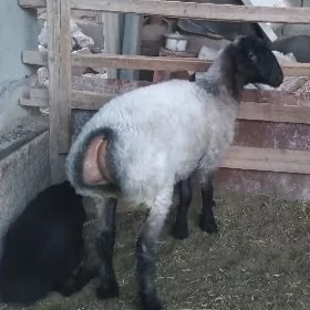 bakylan işşek, goýun