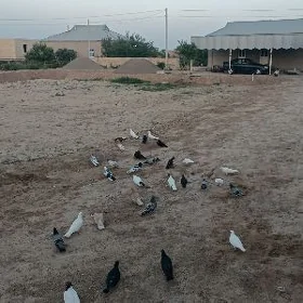 kepderi