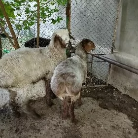 Goýun