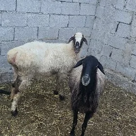 Goýun amatly berjek