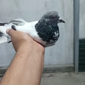 kepderi