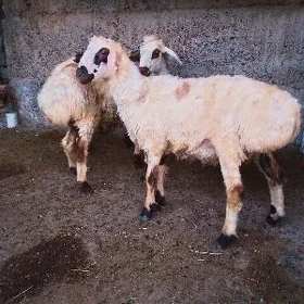 işşek