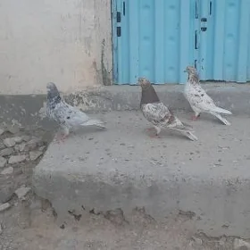 kepderi