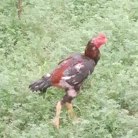 horaz