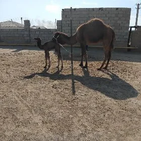 Köşekli düýe, Кошекли дуе