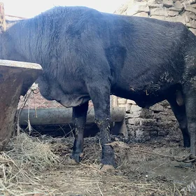 okuz 2 ÿașynda
