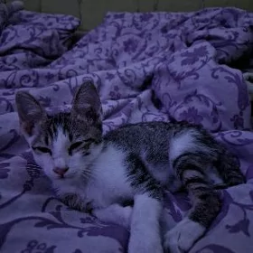 Котёнок в добрые руки!Срочно!