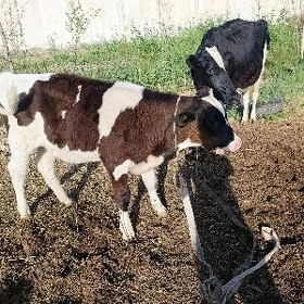 okuçe golyşteýin