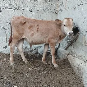 Öküz