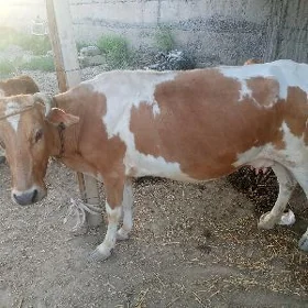 sygyr goleli