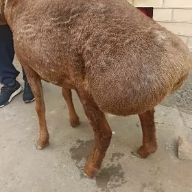 Semiz Koçkar