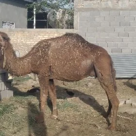 Duýe kosekli
