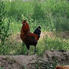 Horaz 40 kekeç 6 AÝ