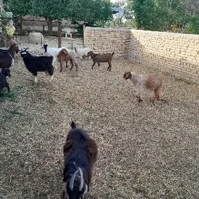 geçi