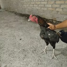 horaz