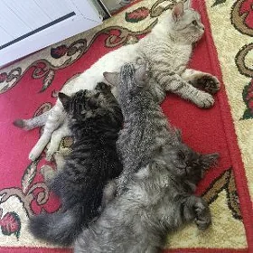pişik