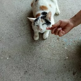 pişik