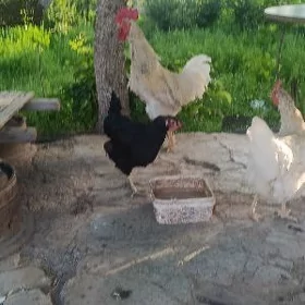 gigant joraz