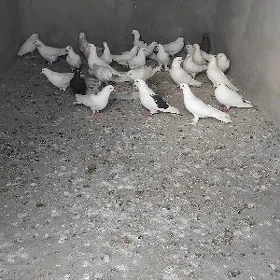 Kepderi