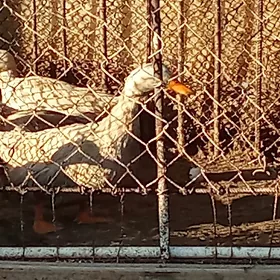 pekin ördekler gak gak.