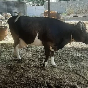 sygyr