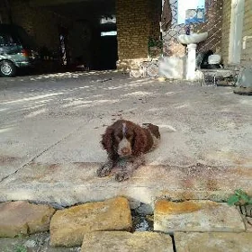 aw kucuk