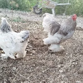 brama yumurtga