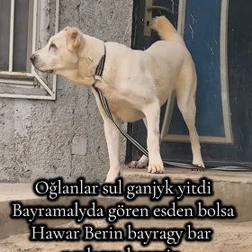 yitdi