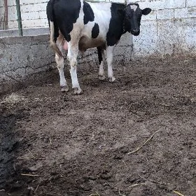 Ala Öküz
