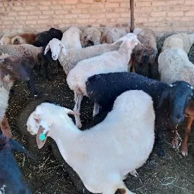Goç goyun
