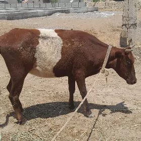 bogaz gulajyn
