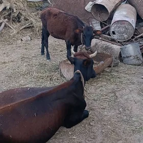 gulojun gole