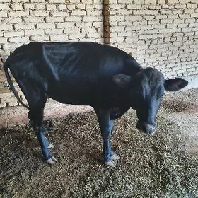 Gulajyn