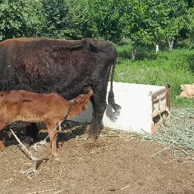 SAGLYK SYGYR