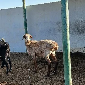 BIÇIK IŞŞEK BAKYDA DURAN