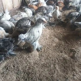 bolgar brama towuk juje