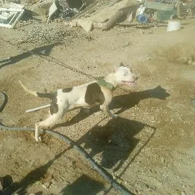 pitbul