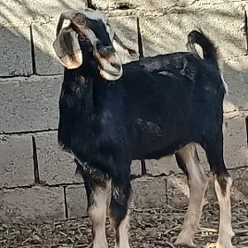 dog geci