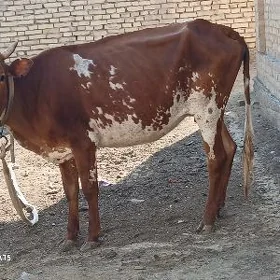 SYGYR 1 GARNI