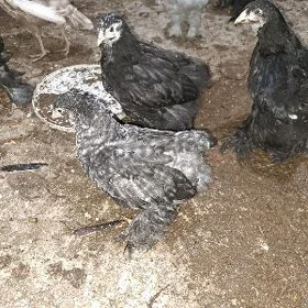 brama