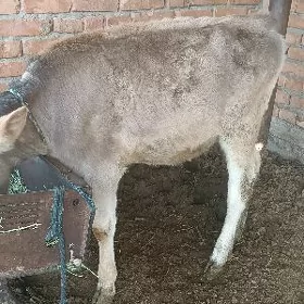 Tüwe