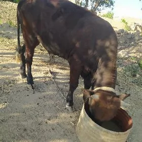 OKITJE PARODA