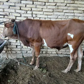 SATLYK ŐKŰZ