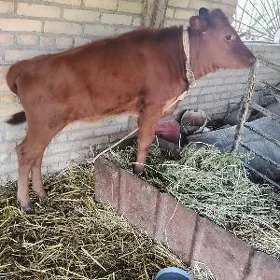 saglyk sygyr