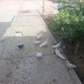 Kepderi