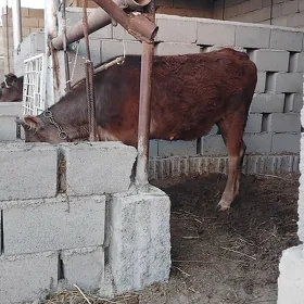 Tüwe